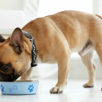 7 Healthy Dog Food Tips