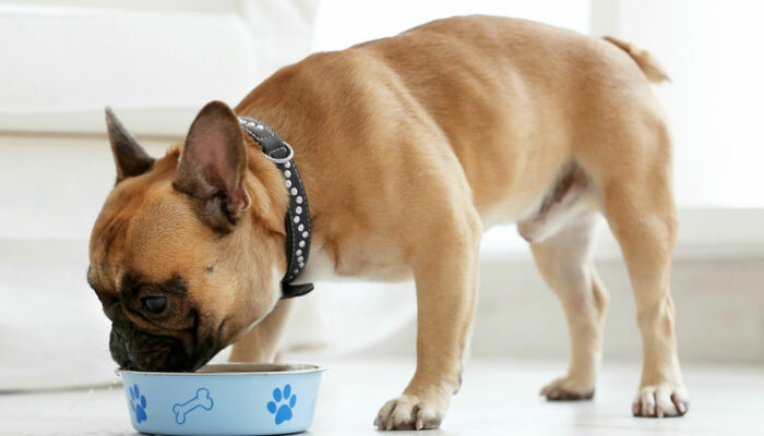 7 Healthy Dog Food Tips