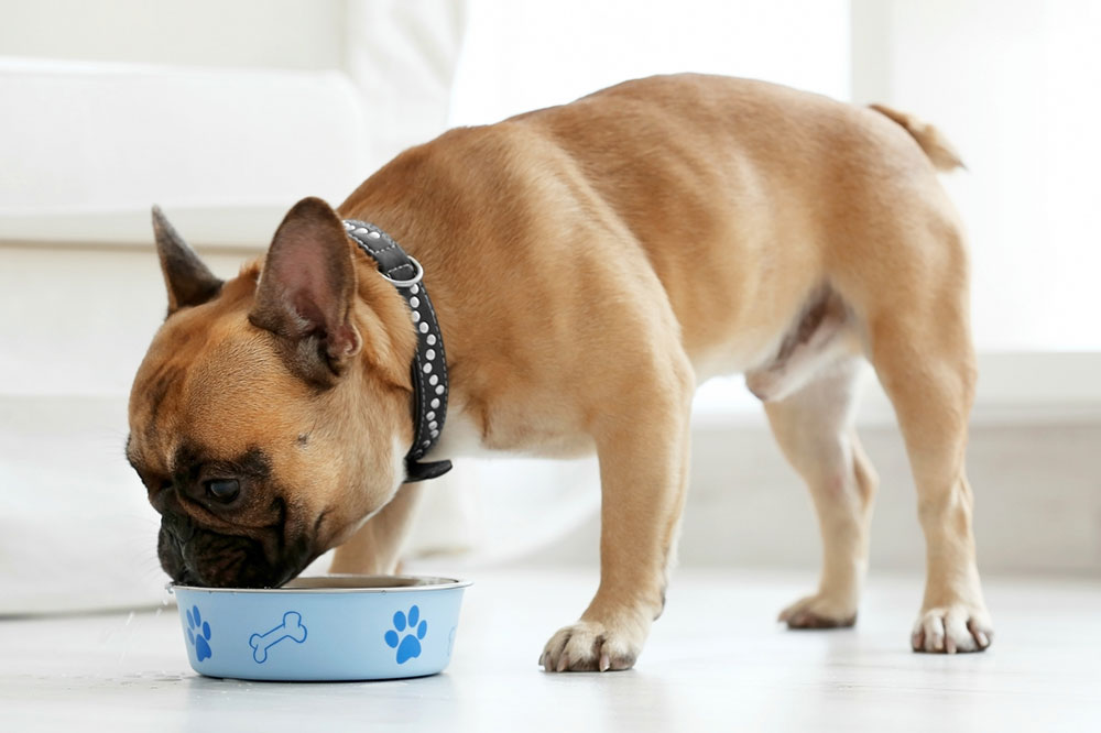 7 Healthy Dog Food Tips