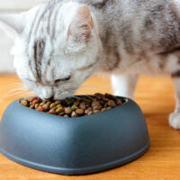 Tips to Buy Healthy Cat Treats