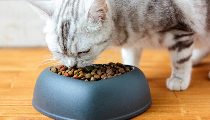 Tips to Buy Healthy Cat Treats