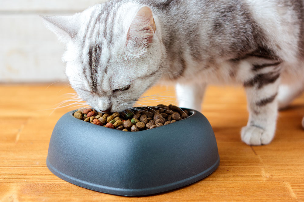 Tips to Buy Healthy Cat Treats